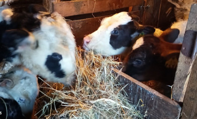 в Ершичском округе в 2025 году заключено 10 социальных контрактов — и каждый помог сделать шаг к успеху - фото - 2