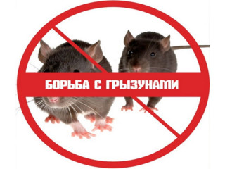 борьба с грызунами в весенний период - фото - 1