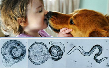 осторожно токсокароз - фото - 1